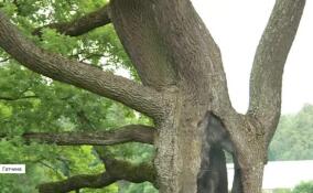 В конкурсе «Дерево года» принимает участие Орловский дуб из Гатчинского парка