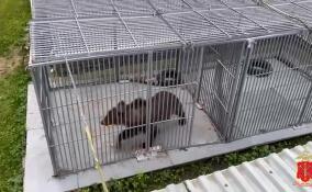 Медведь напал на свою хозяйку в Парголово