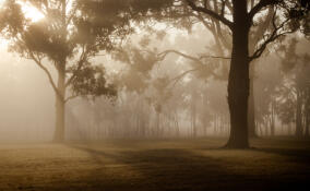 До +27, местами дождь и туман: прогноз погоды в Ленобласти на 13 июля