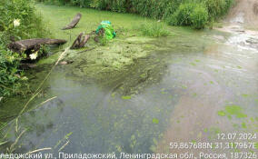 «Загрязнение» реки Черной в Кировском районе оказалось лишь ряской и водорослями