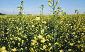 В Ленобласти посевные площади под рапс увеличили на 25%