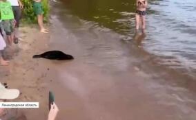 Нерпенок вернулся к людям: выпуск трех ладожских нерпят в Ленобласти закончился неожиданно