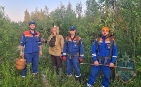 Спасатели обнаружили заблудившегося в лесу у Толмачево грибника