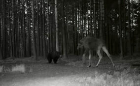 Неожиданная встреча медведя и лося произошла в лесу Всеволожского района