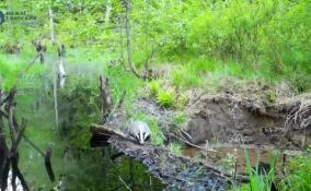 В Нижне-Свирском заповеднике медведи, рыси и барсуки преодолевают реку по бобровой плотине