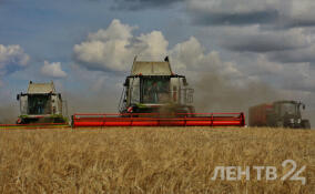 В Ленобласти открыли прием заявок на грант «Ленинградский гектар»