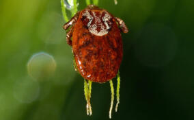 Почти 5 тысяч жителей Ленобласти пострадали от укусов клещей