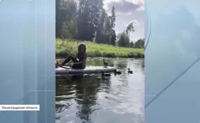 Дикие утки присоединились к прогулке на сапбордах по реке Оредеж