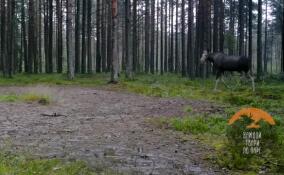 Лосиху с тремя кавалерами засняли во Всеволожском районе