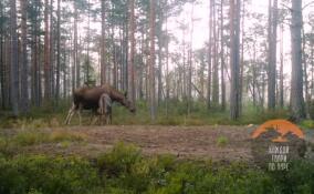 Лосиха с двумя детенышами попала в объектив камеры во Всеволожском районе