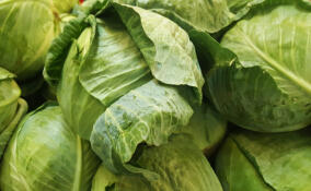 Более 90% кочанов капусты в магазинах Ленобласти выросли на полях местных фермеров