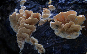 Житель Петербурга продает огромной гриб за 2 млн рублей