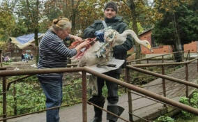 Раненного лебедя-кликуна спасли в Ратчино