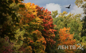 Ветрено, но сухо и до +13: прогноз погоды в Ленобласти на 18 октября