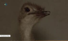 В Республике Коми после недельных поисков вернули домой сбежавшего страуса Васю