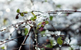 В Ленобласти потеплеет, а потом снова похолодает