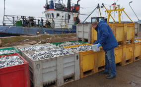 В Ленобласти поймали уже 7 тысяч тонн салаки