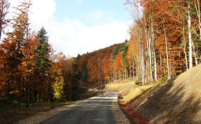 В Ленобласти увеличат траты на спил аварийных деревьев