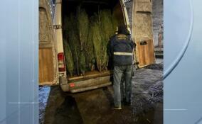 Первый в этом сезоне незаконный елочный базар закрыли в Петербурге