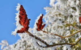 Синоптики рассказали о погоде в Ленобласти 8 декабря