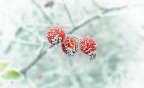 До -12 градусов ожидается в Ленобласти в понедельник