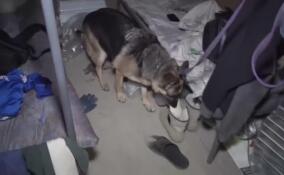 Более 200 мигрантов проверили полицейские в ходе рейда в Петербурге