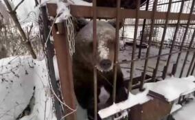 Медведицу Машу изъяли у владельца из Всеволожского района и отдали в собственность государства