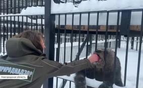 Медведица Маша приехала в новгородский зоопарк