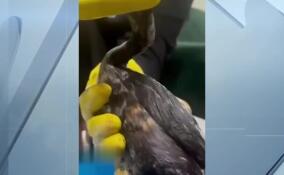 В Краснодарском крае возобновились работы по очистки акватории и берега после инцидентов с танкерами