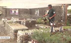 На территории заповедника на границе Намибии и ЮАР раскинулся единственный в регионе ботанический сад, в котором спасают редкую флору пустыни