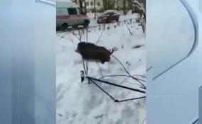 Появившиеся накануне в соцсетях видео с гуляющим кабаном прокомментировали в Северо-Западном Управлении Росприроднадзора