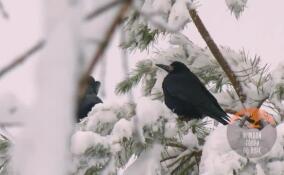 Оставшуюся на зимовку пару грачей засняли в парке 300-летия в Петербурге