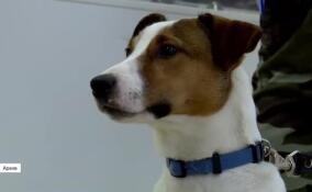 Ленобласть стала первым субъектом, где начали собирать персональные данные домашних животных