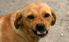 Глава СКР взял на контроль расследование дела о нападении собаки на жителей Коммунара