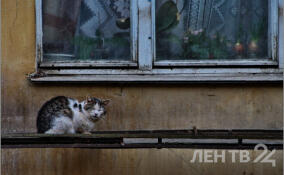 Снег с дождями и гололедица ожидаются в Ленобласти 1 января