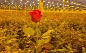Первые 100 тысяч цветов года срезали в теплицах Ленобласти