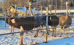 Многодетные семьи смогут бесплатно посетить парк усадьбы Марьино