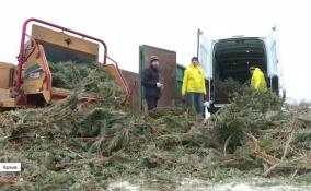 В Ленобласти и Петербурге стартовала акция по сбору новогодних елок на переработку