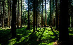 Волонтеры отряда «ЛизаАлерт» за год нашли живыми более 2,8 тыс. пропавших в Петербурге и Ленобласти