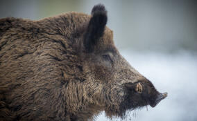Похудевших кабанов заметили в Приозерском районе