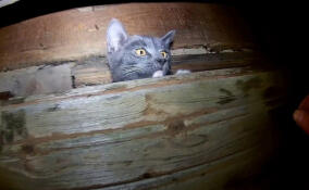 Спасатели помогли коту выбраться из стены частного дома в Гатчине