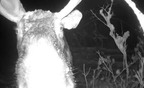 Александр Дрозденко показал видео с любопытным лосем