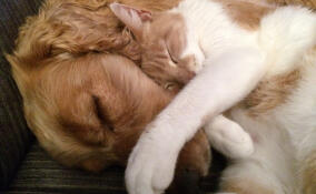 За четыре года в Ленобласти 4 тысячи уличных животных обрели свой дом