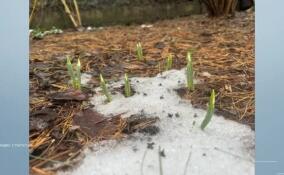 В Ботаническом саду появились первые подснежники