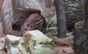 Ленинградский зоопарк поделился кадрами с очаровательным пакой Гринхартом