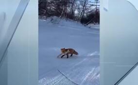 Хитрая лиса собрала с рыбаков «курортный сбор» в Приморье