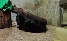 В Ленинградском зоопарке ягуар Ричард насладился хвойной аромотерапией