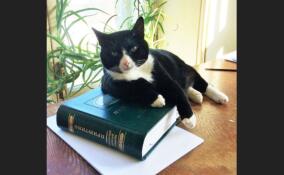 В Ленобласти выберут самого красивого музейного кота