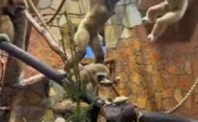 В Ленинградском зоопарке белорукий гиббон Персей отметил день рождения