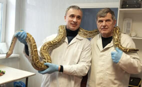 В Коммунаре чипировали королевского и тигрового питонов